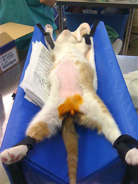 cat testes havent dropped|cats with undescended testicles.